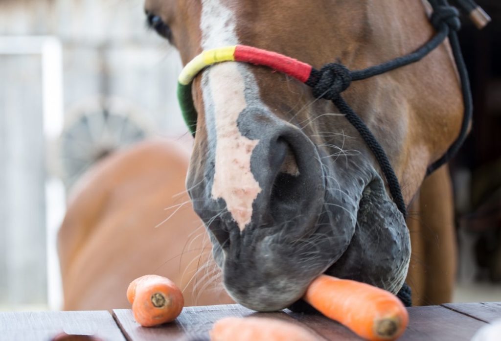 Close up van een paard die een wortel op een tafel eet