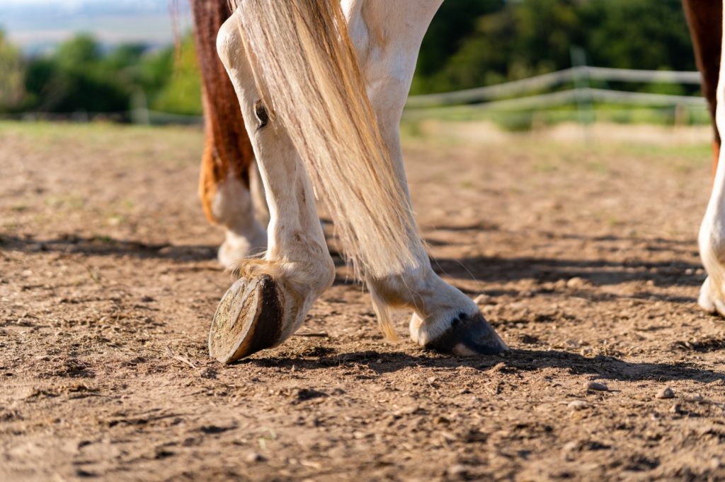 Close-up van hoef van paard op rust