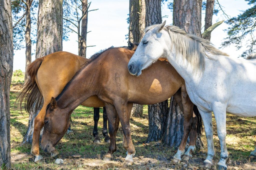 Drie New Forest pony's in het bos