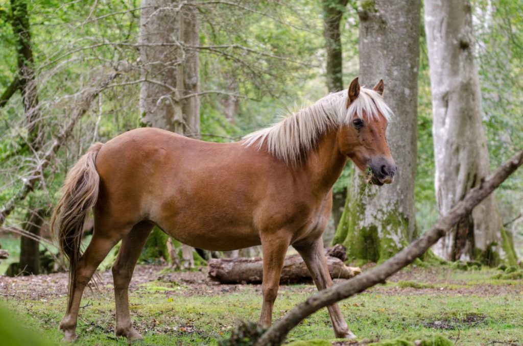 New Forest pony in het bos