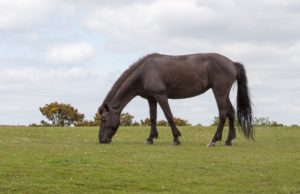 zwarte New Forest pony op het weiland aan het grazen