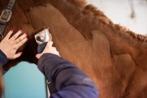 Close-up bruin paard aan het scheren met een scheermachine