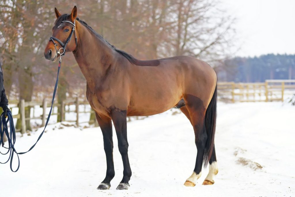 Bruin paard geschoren zonder deken in de winter