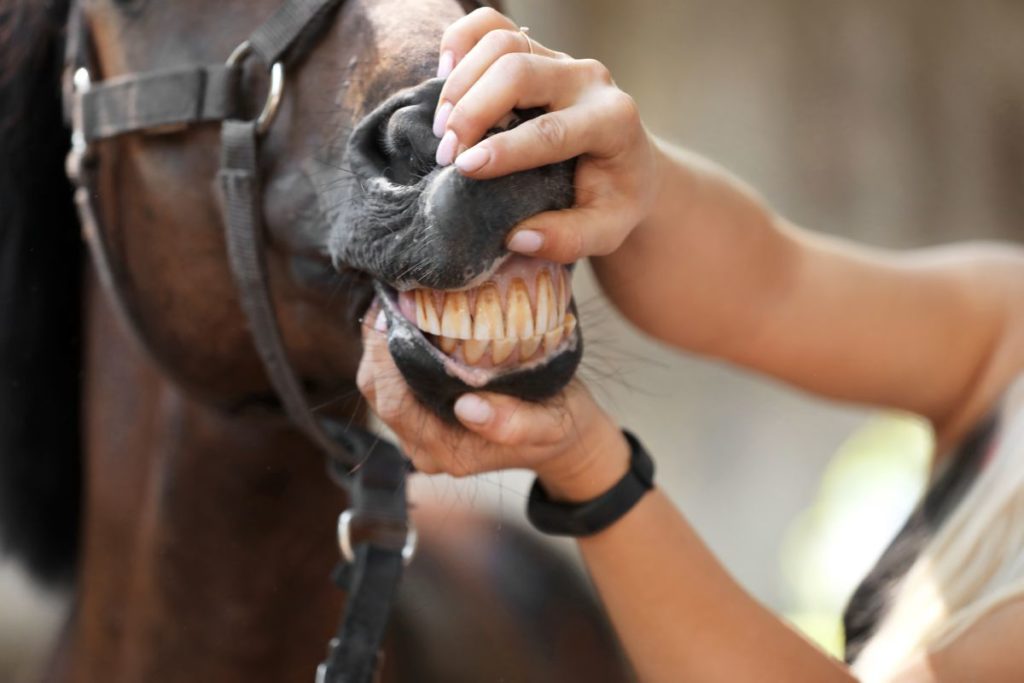 Tanden van paard controleren