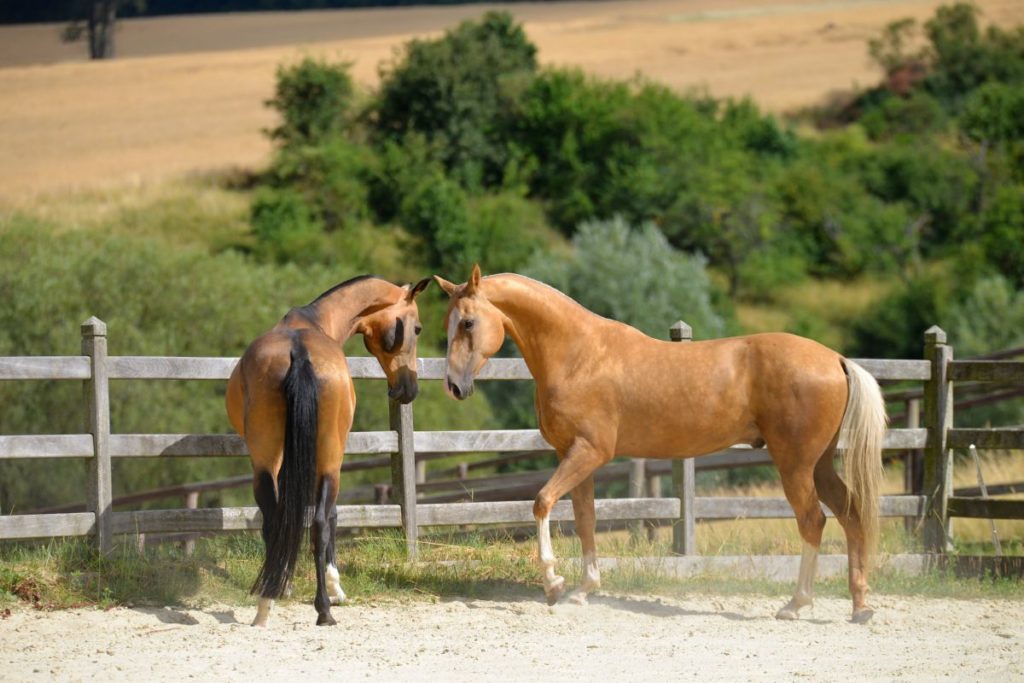 Twee paarden communiceren