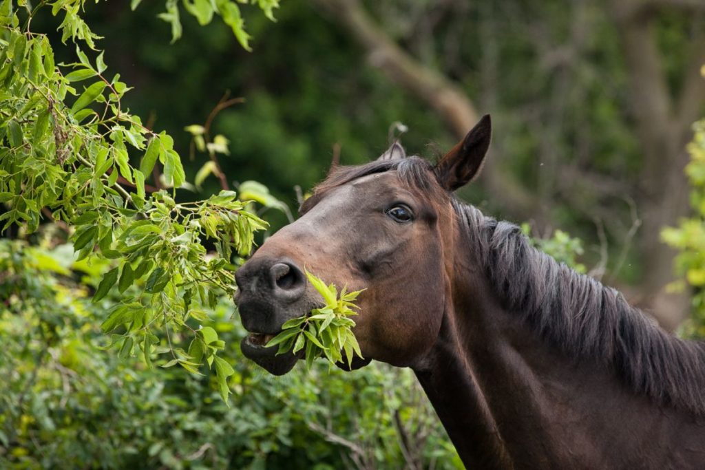 Paard knabbelt aan groene boom