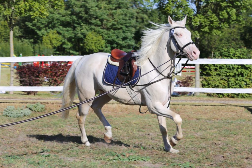 Wit paard longeren in weiland met zadel en hoofdstel