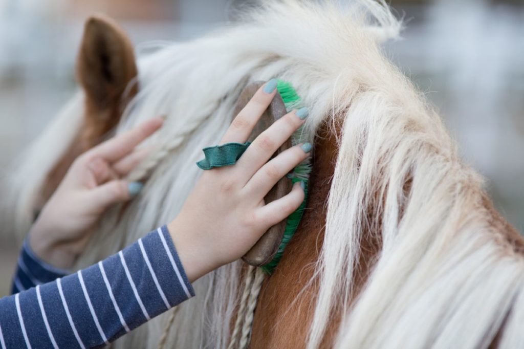 Paard poetsen met groene borstel