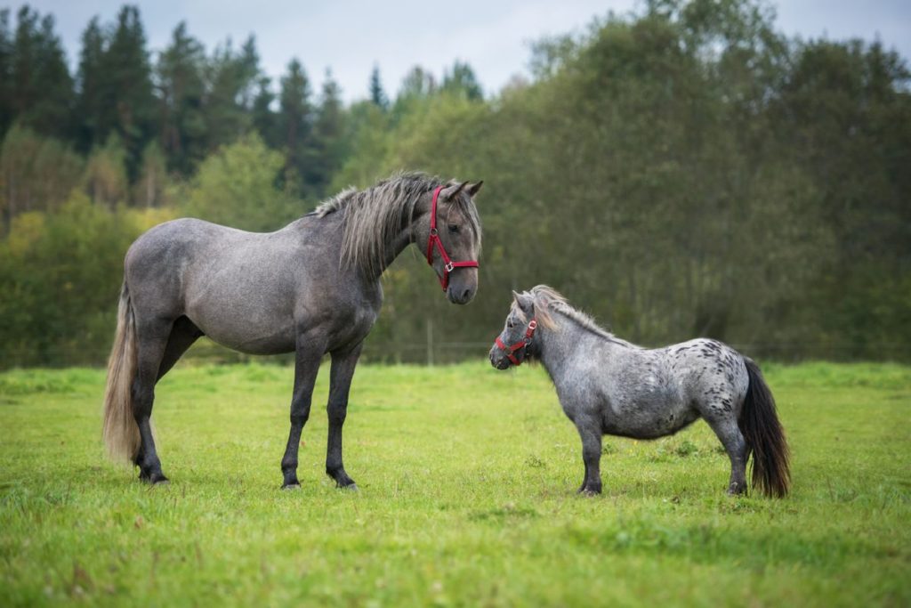 Kleine pony naast paard