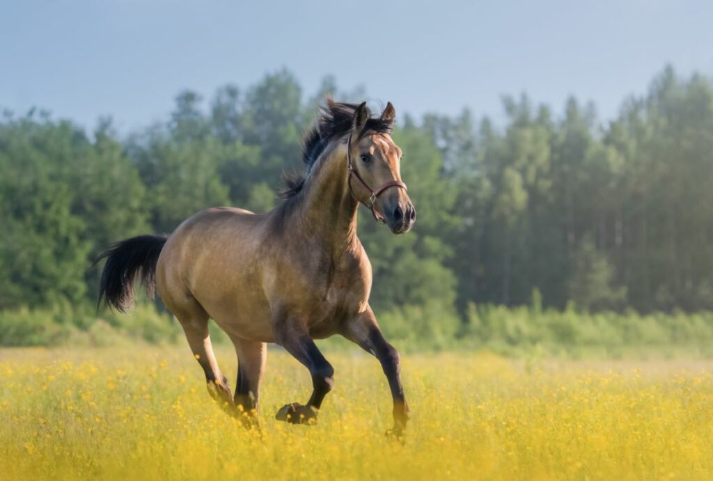 Andalusiër paard galop